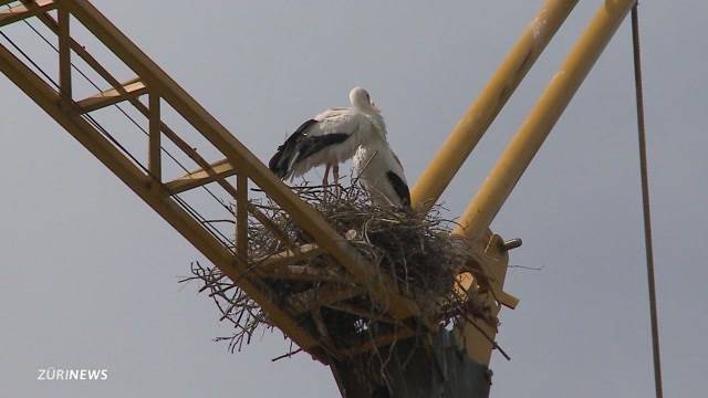 Storchennest auf Kranen