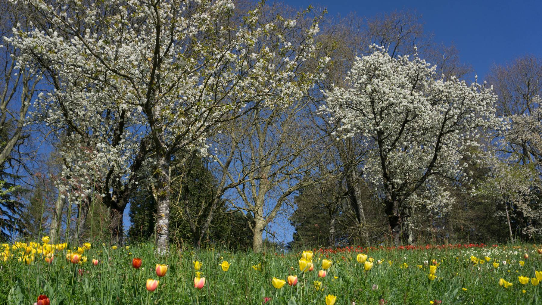 Rekordverdächtige Pollensaison in der Schweiz