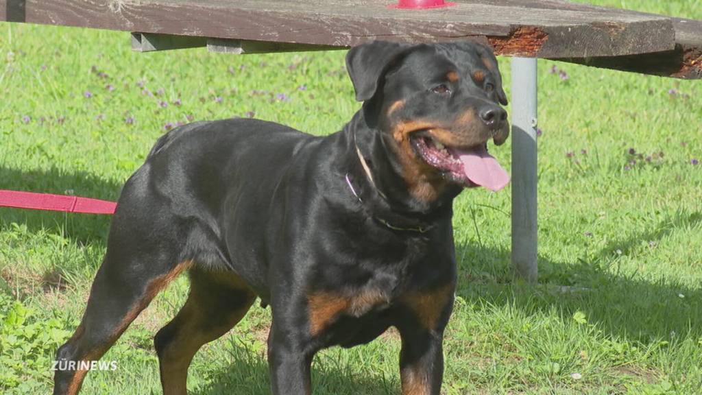 Rottweiler im Wesenstest beim Kanton Zürich 