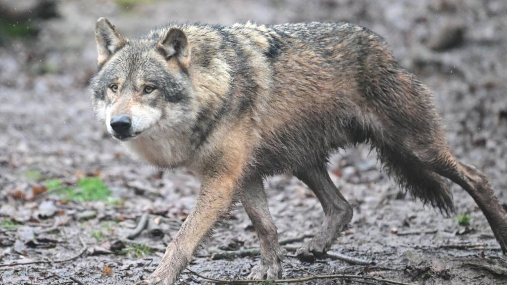 Der Kanton Uri gibt einen Wolf zum Abschuss frei. Er hatte auf der Alp Vorder Bristen im Maderanertal sechs Schafe gerissen. (Symbolbild)