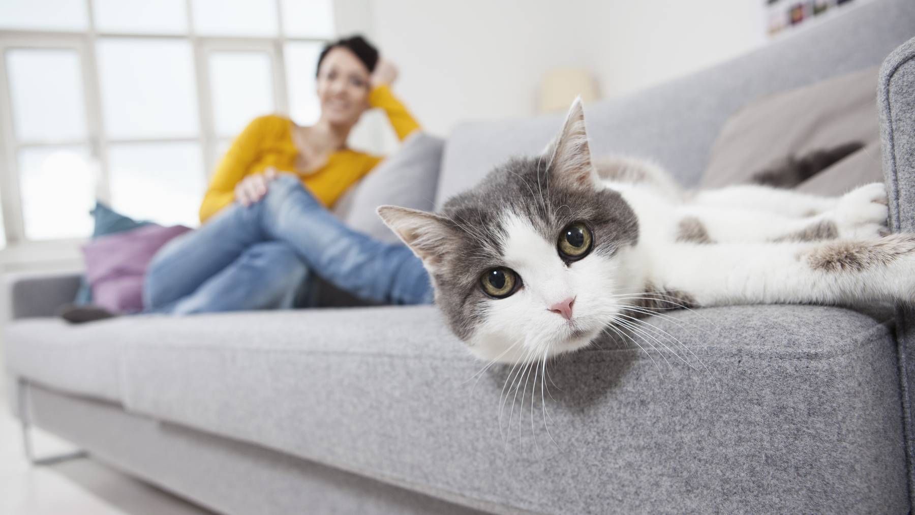 Katze auf dem Sofa