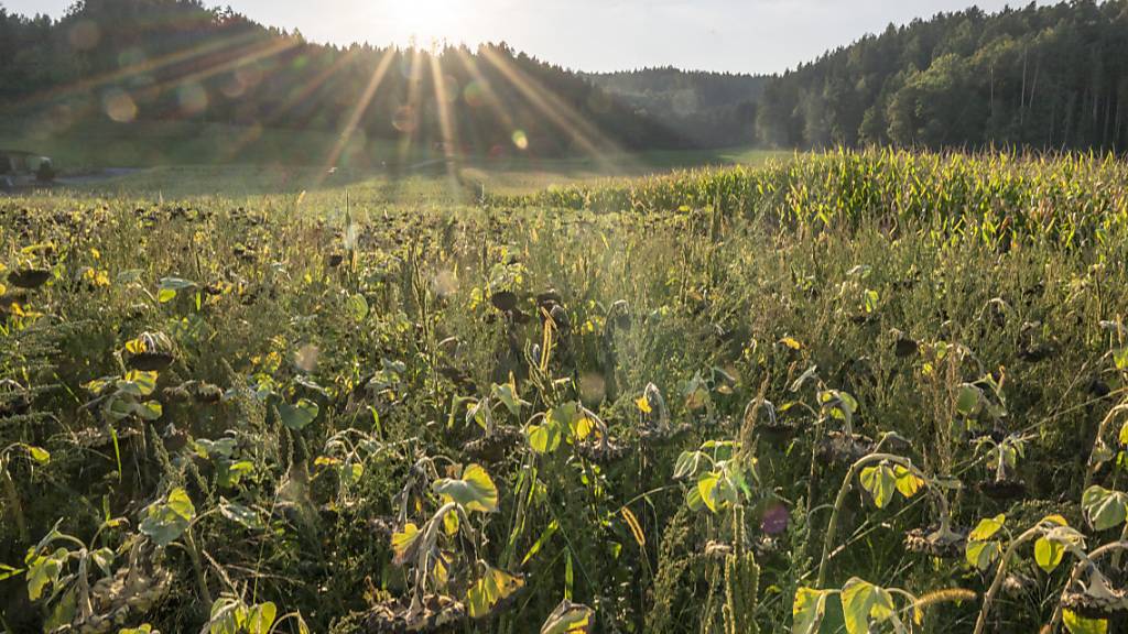 Im Zürcher Unterland im Haberstal in Windlach soll ein Tiefenlager für radioaktive Abfälle entstehen. (Archivbild)