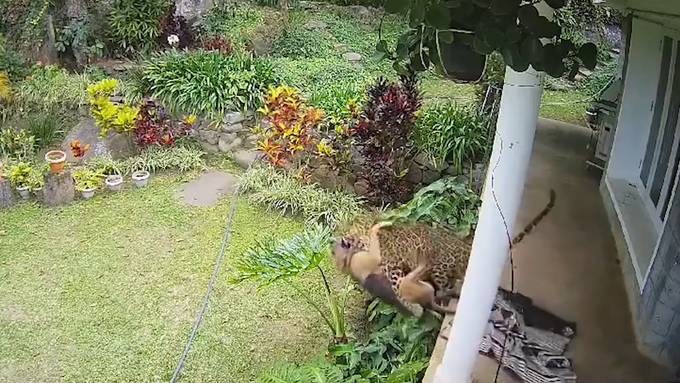 Leopard schnappt sich Hund auf Terrasse