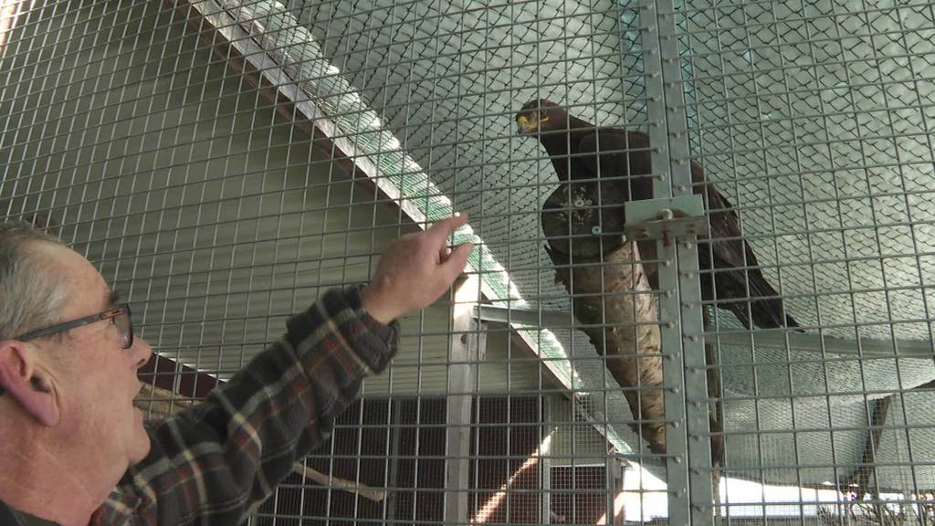 Corona und Schnee: Greifvogelpark Buchs kämpft ums Überleben