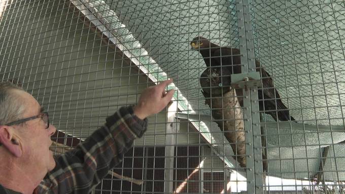 Corona und Schnee: Greifvogelpark Buchs kämpft ums Überleben