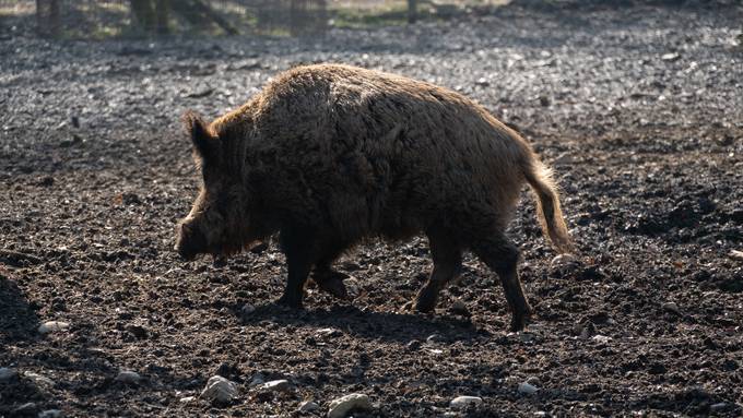 Jagdleiter erschiesst Wildschwein während Schonzeit – jetzt muss er büssen