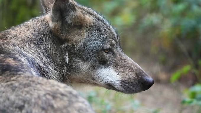 Ein neuer Wolfsrüde zieht bei Wölfin Tara im Bruderhaus ein