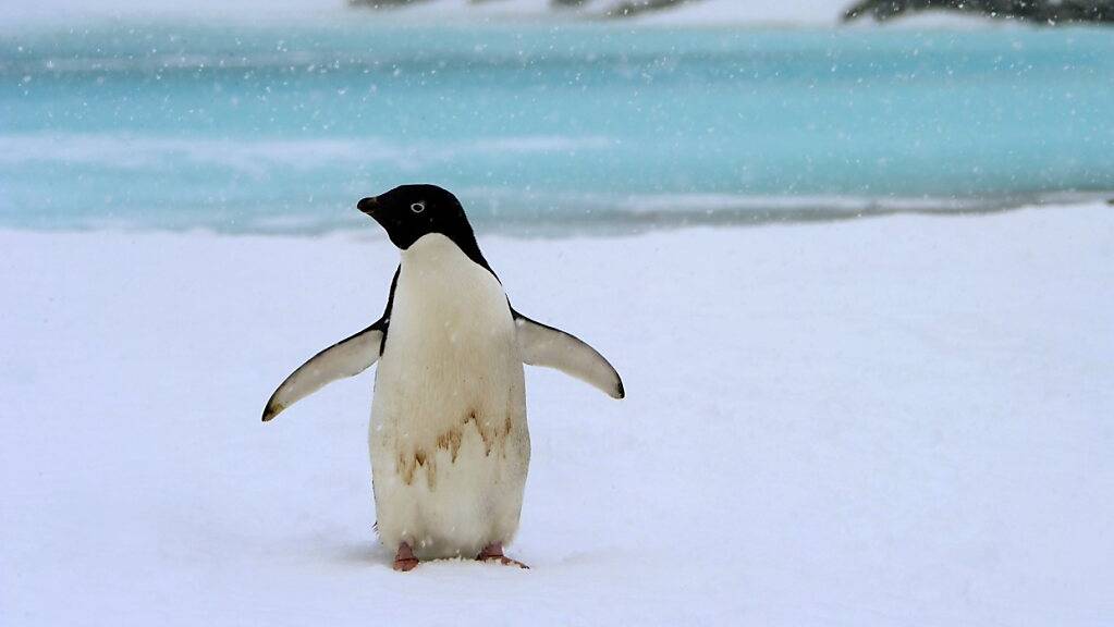 Pinguine zählen in der Antartkis Der süsseste und abgelegenste Job der