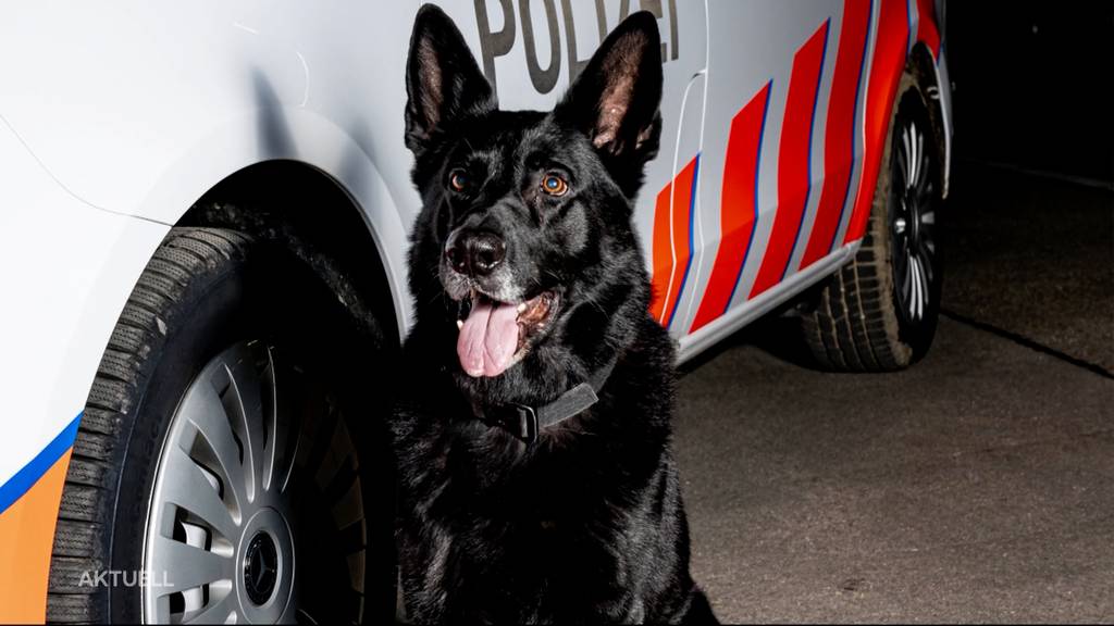 Mit Hilfe von Polizeihund «Kantos»: Kapo Aargau erwischt fünf Einbrecher