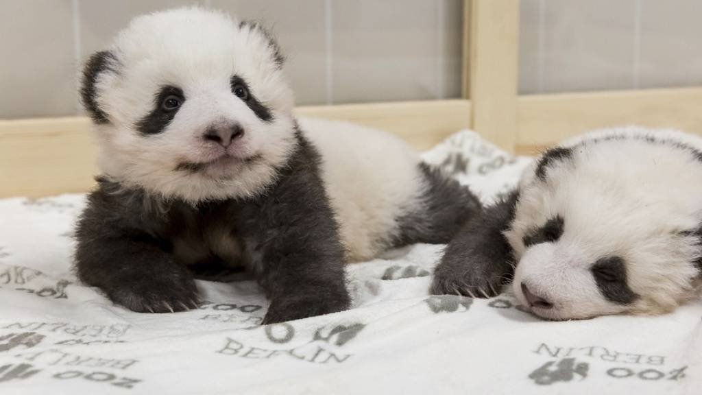 Die beiden Panda-Zwillinge vor einer Woche im Berliner Zoo. (Archivbild)