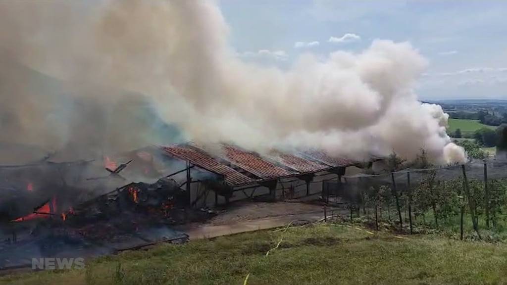 11 Kälber und 12 Kühe starben in den Flammen