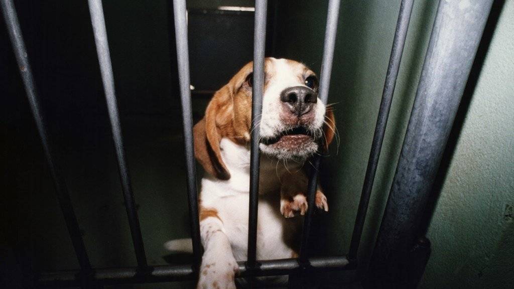 Ausreichend geschützt: Der Bundesrat lehnt die Initiative für ein Verbot von Tierversuchen ab. (Archivbild)