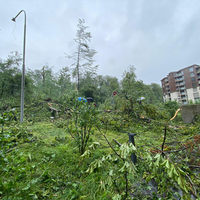 Zürcher Bäume leiden unter Schnee und heftigem Sturm