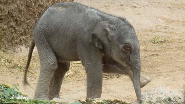 Elefantenbulle ist mit Weibchen überfordert