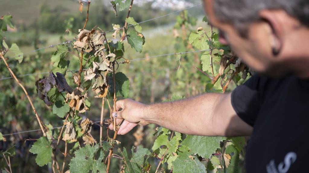 Winzer Andreas Schwarz aus Freienstein freute sich auf «ein super Weinjahr». Der Hagelzug vom vergangenen Freitag liess den Traum platzen.