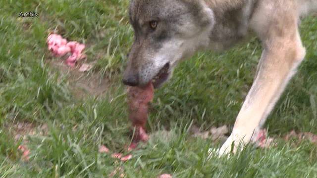 Hat ein Wolf 21 Schafe im Oberland gerissen?