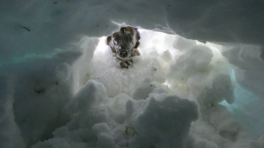 20 im Bergen von Lawinenverschütteten ausgebildete Hunde machen am Wochenende auf dem Stoos den Schweizer Meister unter sich aus.