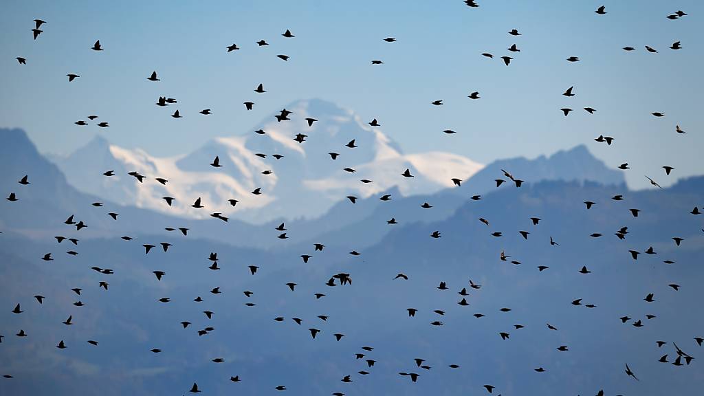 Wegen heftiger Winde sind in Griechenland tausende Zugvögel umgekommen. (Symbolbild)