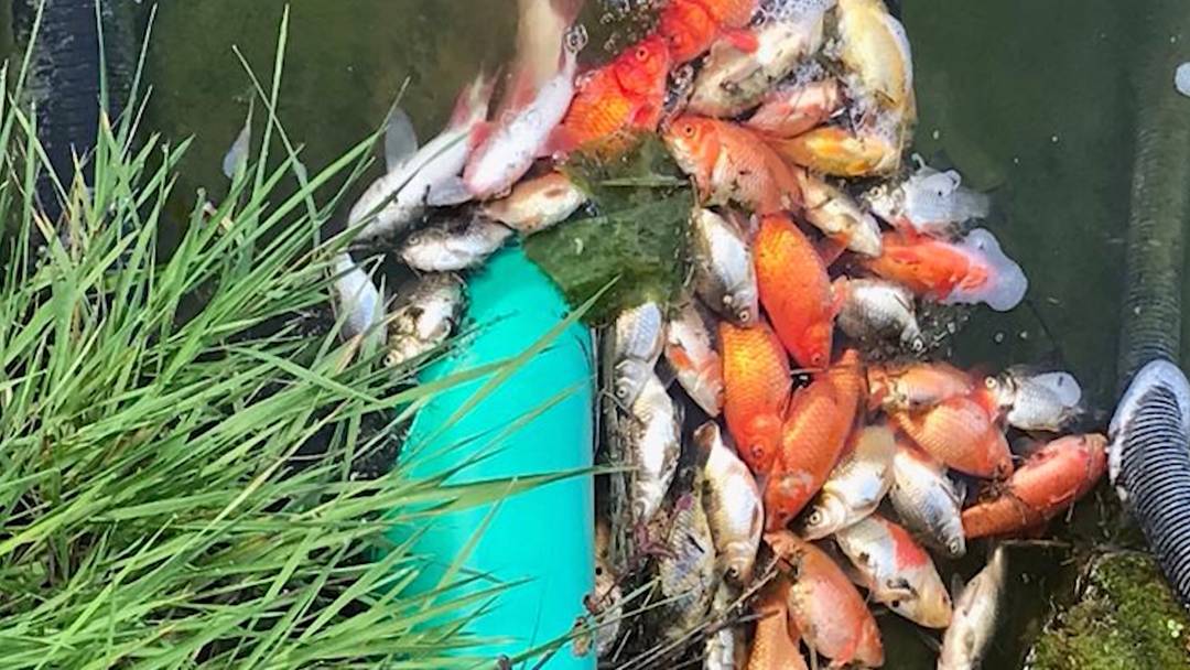 120 tote Fische im Teich für Besitzer ist es «ein wahnsinniger