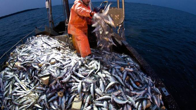 Mehr als die Hälfte der Ozeanoberfläche wird kommerziell befischt