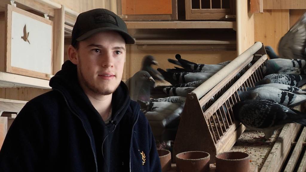 Seine Brieftauben sind Europameister: Das fasziniert Gian (19) an seinen Vögeln