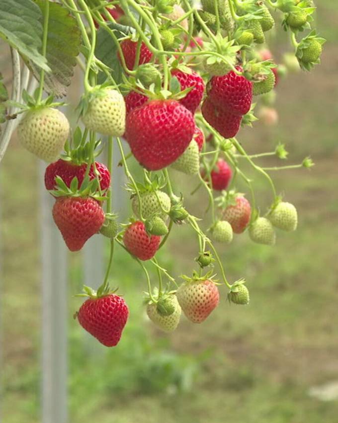 Dreiste Diebe stehlen Erdbeeren direkt aus dem Gewächshaus