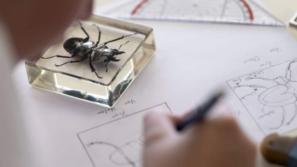 Neu kann man an Berufsschulen Titel wie «Professional Bachelor» oder «Professional Master» erlangen. (Themenbild)