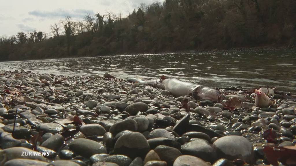 Aal-Gemetzel am Hochrhein
