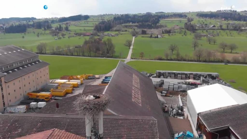 Storchennest auf Handy-Antenne