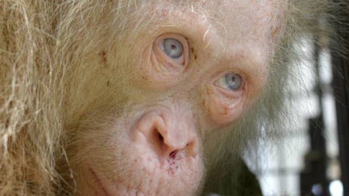 Albino-Orang-Utan darf zurück in Freiheit