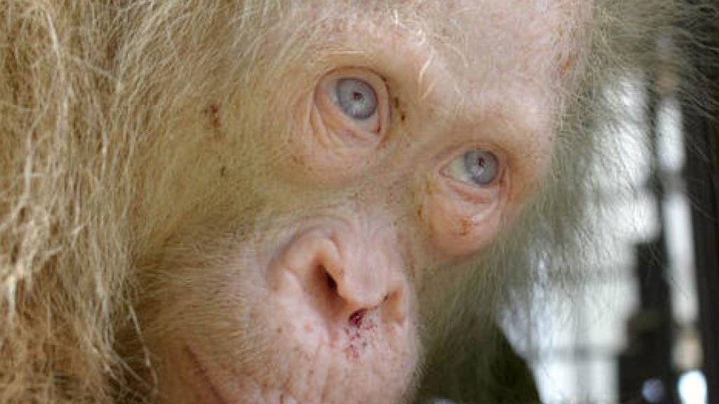 Weisses Fell und blaue Augen: Weltweit ist kein anderer Fall eines Orang-Utans bekannt, der an Albinismus leidet.