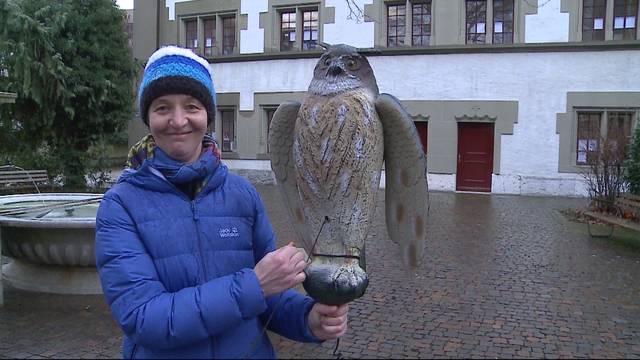 Plastik-Uhu gegen Krähen-Plage