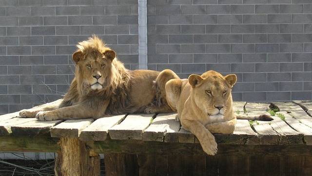 Löwen geniessen die warme Sonne im Plättli-Zoo.