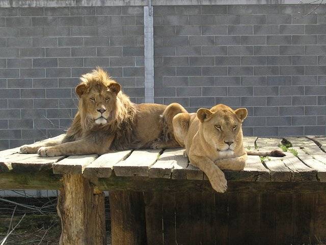 Löwen geniessen die warme Sonne im Plättli-Zoo.