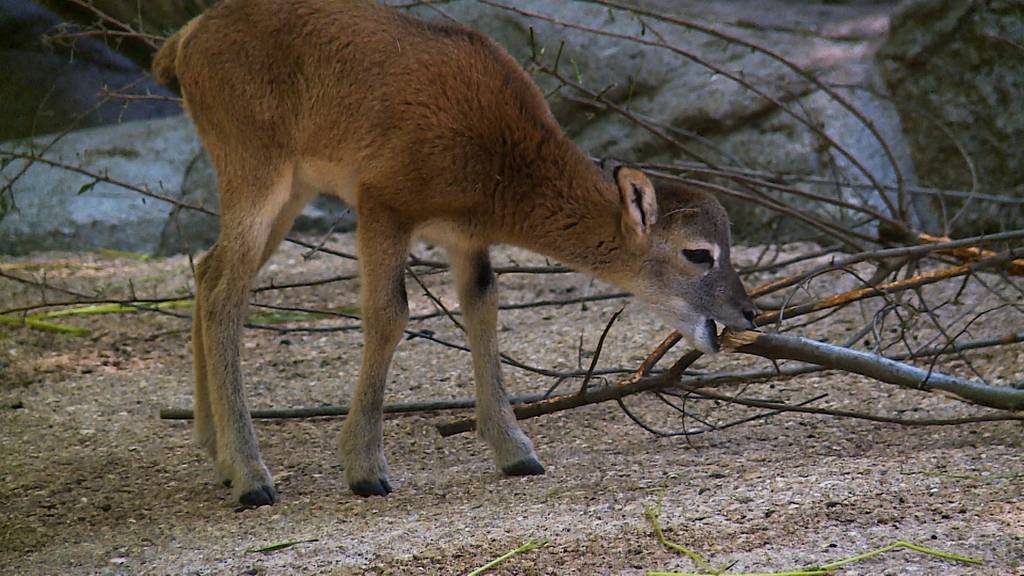 Tierische Frühlingsgefühle