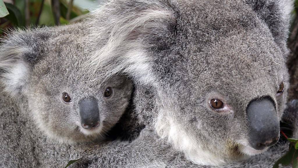 Sorgen um ihre Artgenossen wegen verbreiteter Buschfeuer: Koalas im Zoo von Sydney.