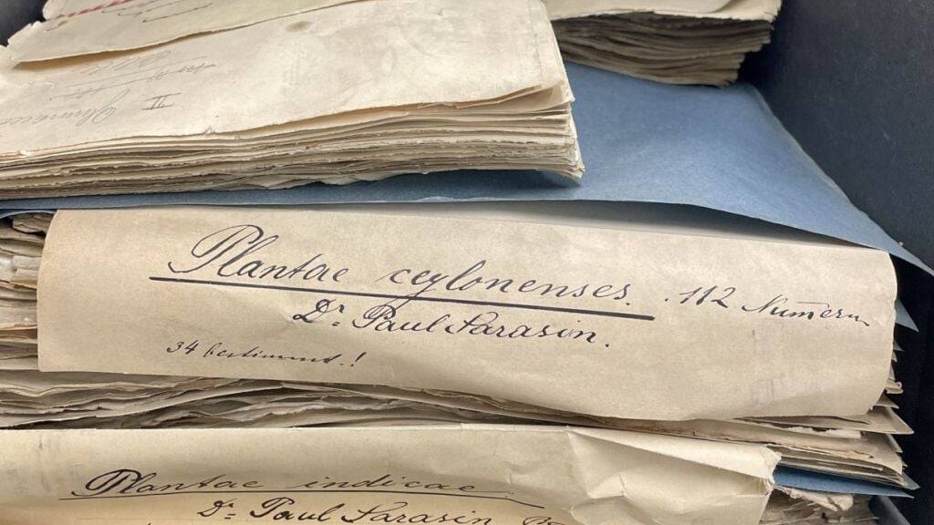Vier zerstört geglaubte Taschenherbarien von Fritz und Paul Sarasin kamen in Basel zum Vorschein.