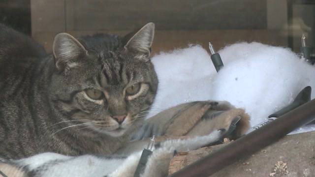 Katze in Lenzburg wird Hausbesitzer