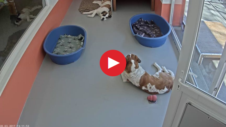 2018-09-10 14_47_32-Live bei den Bernhardinern_ Live bei den Bernhardinern - Schweizer Familie