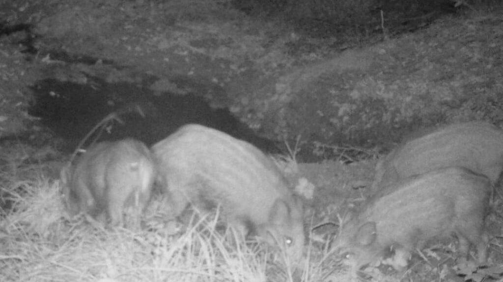 Die Aufnahme, welche die Jagdgesellschaft Weggis machte, beweist, dass sich erstmals im Kanton Luzern Wildschweine erfolgreich fortgepflanzt haben.