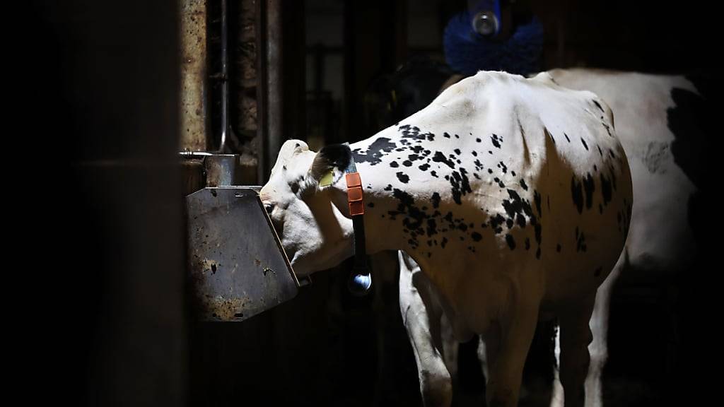 Teures Futter: Die meisten Direktzahlungen fliessen in der EU laut einer neuen Studie in die Tierhaltung. (Archivbild)