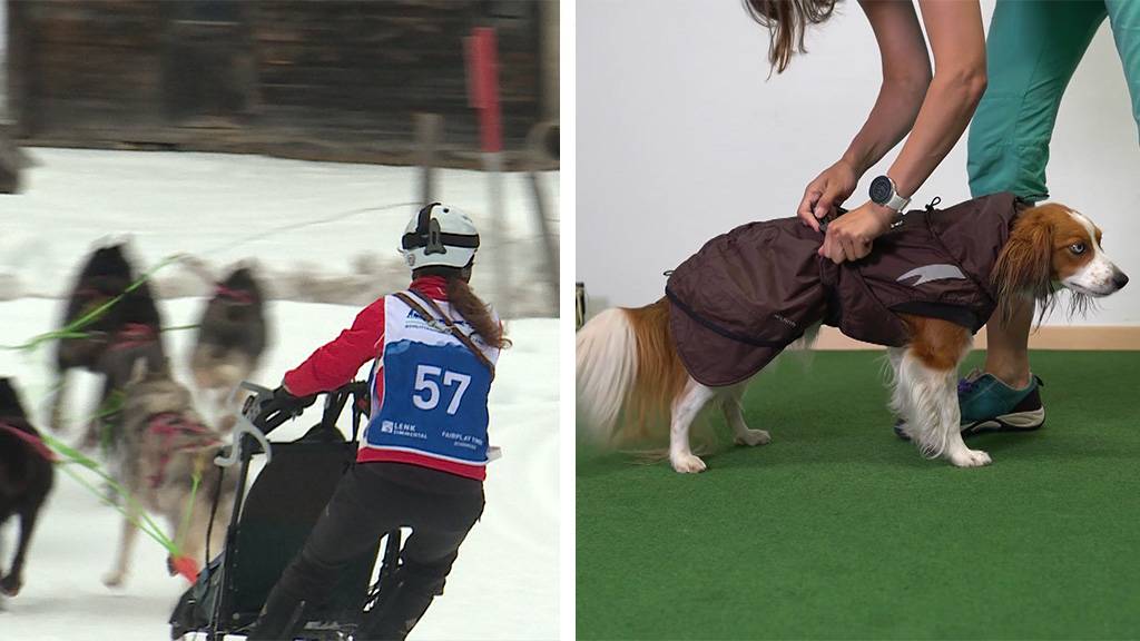 Schlittenhunderenne / «Kleiderkurs» für Hund und Halter