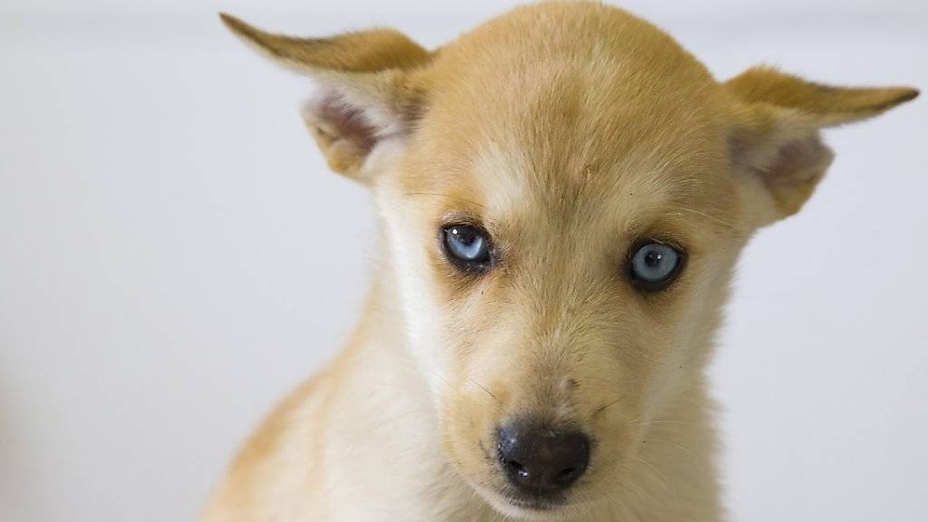 Hunde waren auch 2015 wieder am häufigsten von Tierschutzverfahren betroffen (Archivbild).
