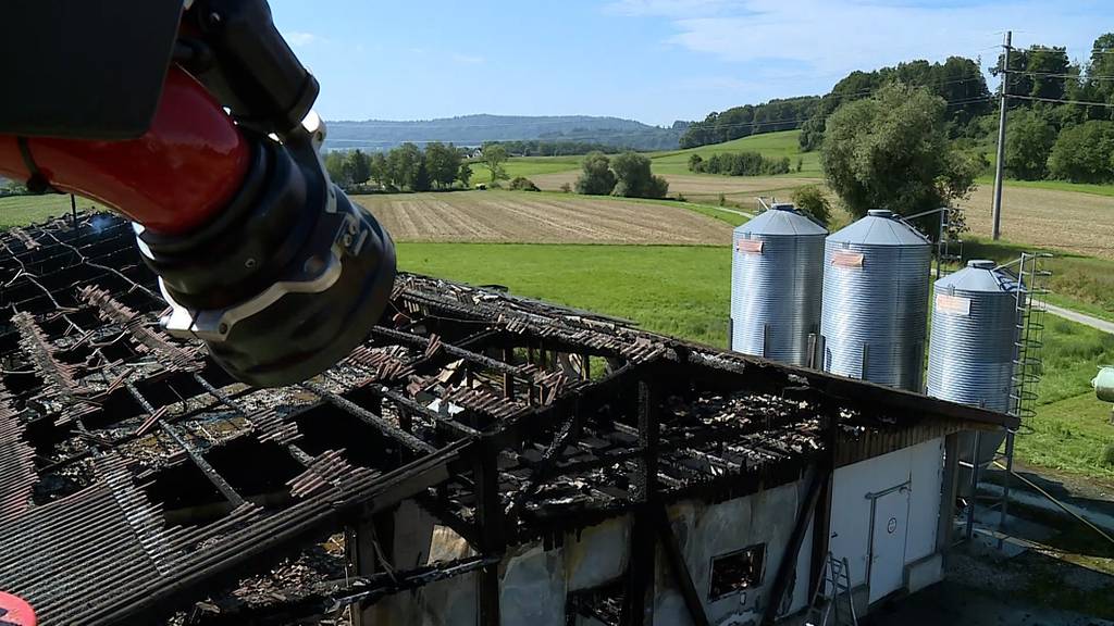 17'000 Masthühner verenden bei Stall-Vollbrand