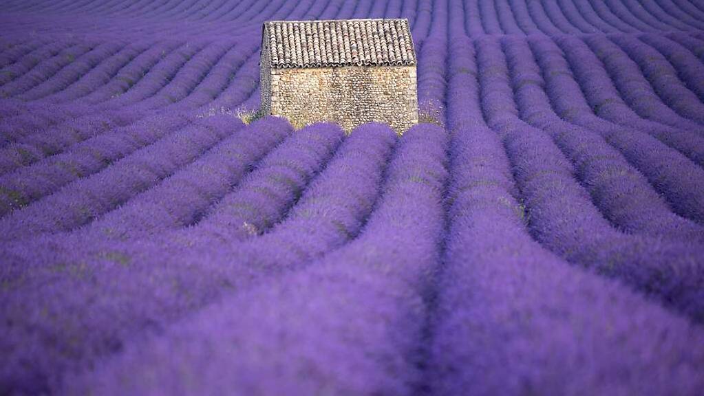 dpatopbilder - ARCHIV - Die Lavendelfelder in der Provence sind nicht nur ein Touristenmagnet, die Gewinnung ätherischer Öle ist auch ein Wirtschaftsfaktor. Foto: Christophe Simon/AFP/dpa