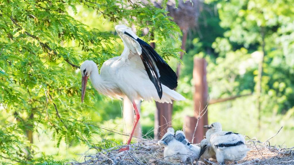 Ein Weissstorch und Jungtiere in ihrem Horst im Zoo Basel.