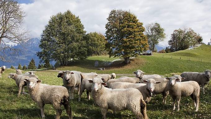 Schafe und Kühe rülpsen dank neuem Stoff weniger