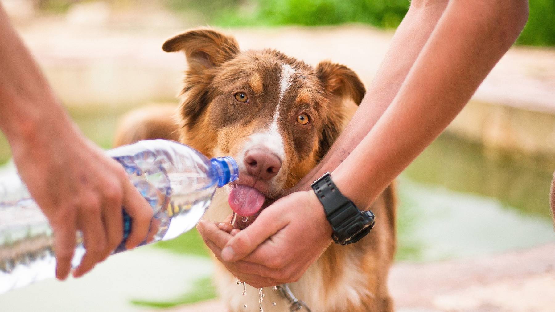 Hund trinkt Wasser