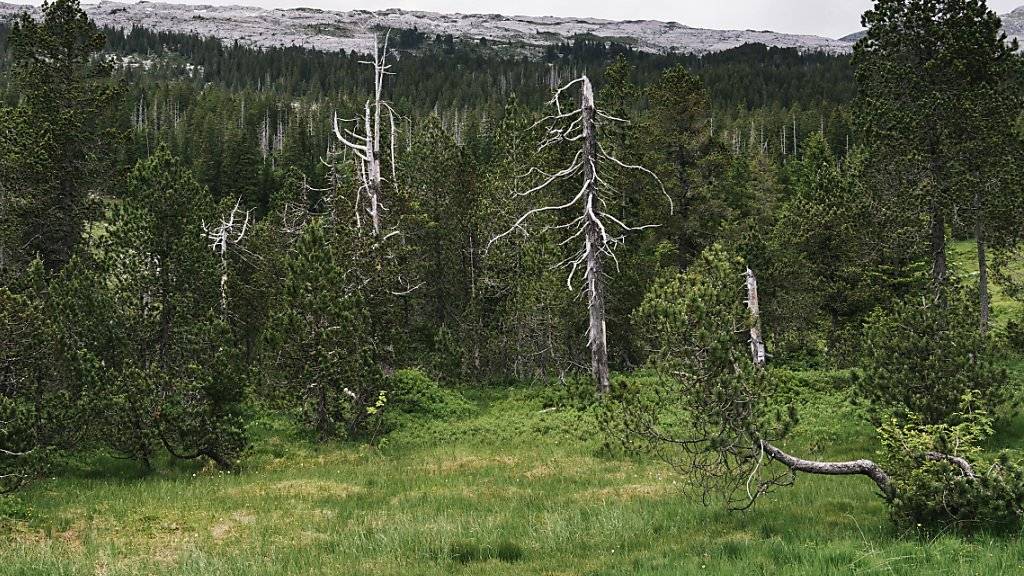 Umweltschützer zeichnen ein düsteres Bild von der Schweizer Moorlandschaft. Sie sehen die Biodiversität gefährdet. (Archivbild)