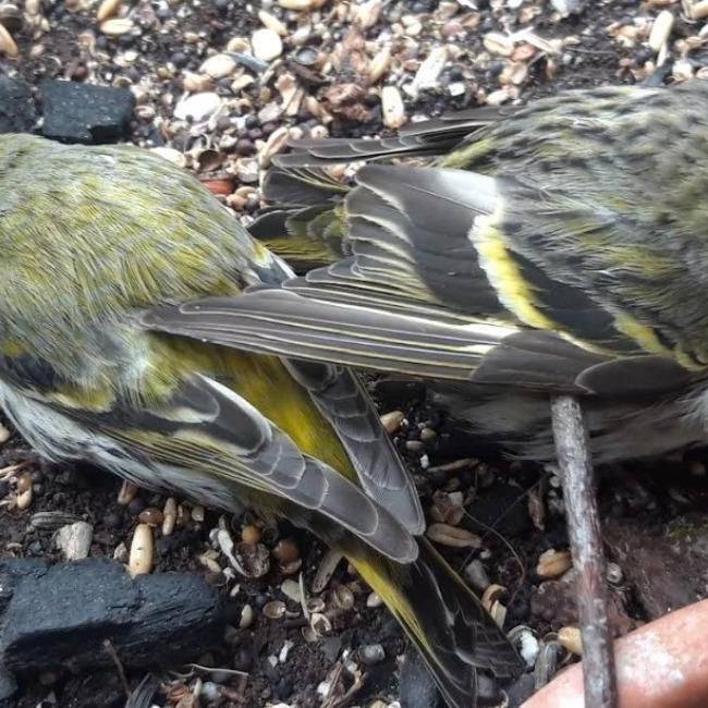 Vogelschwarm stürzt beim Escher-Wyss-Platz in den Tod